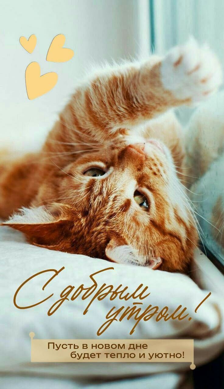 С добрым утром!
Пусть в новом дне будет тепло и уютно!