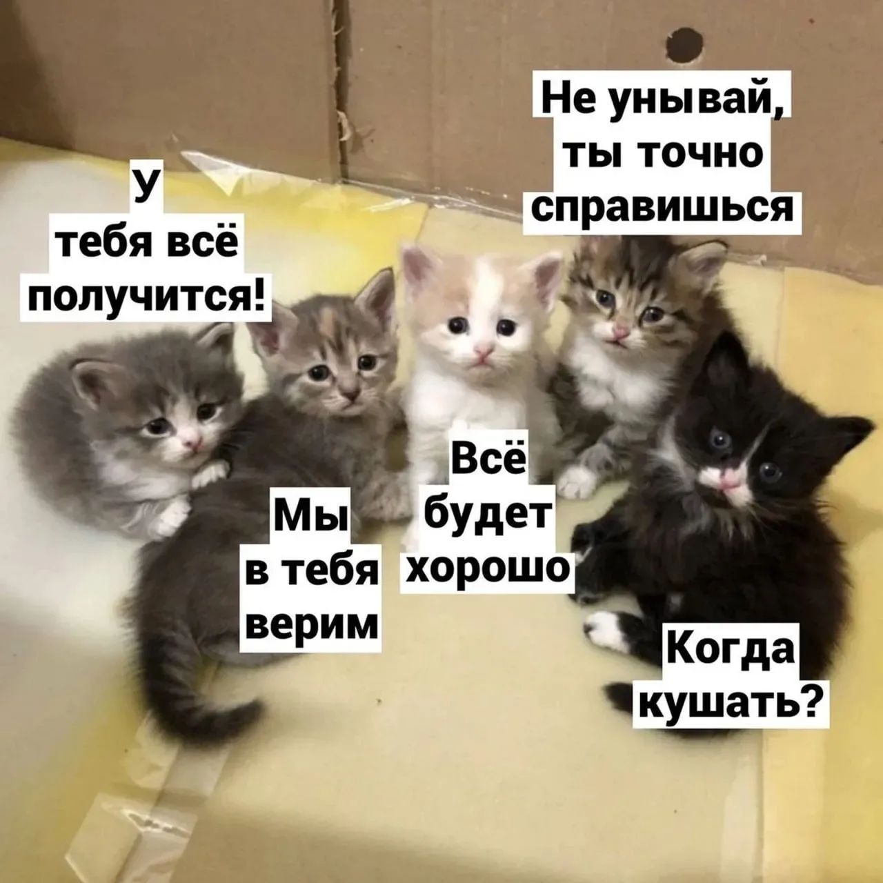 У тебя всё получится! Мы в тебя верим. Всё будет хорошо. Когда кушать? Не унывай, ты точно справишься.