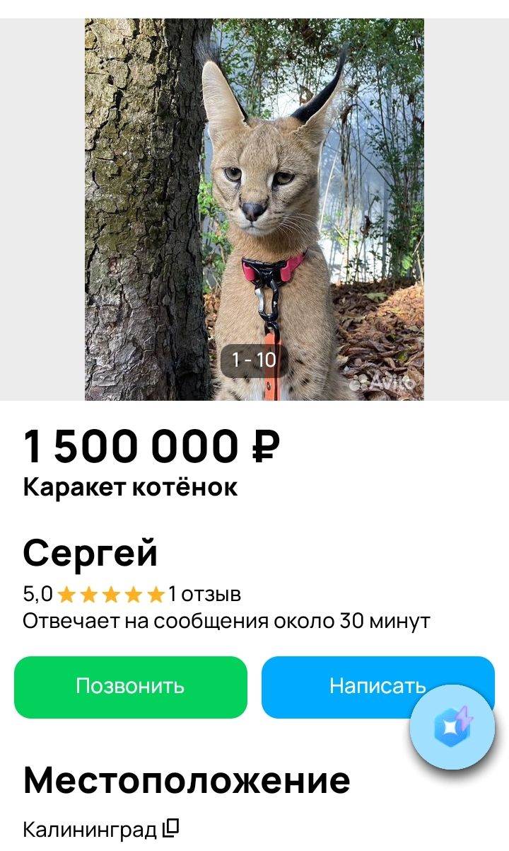 1 500 000 ₽ Каракет котёнок Сергей 5,0 ★★★★★ 1 отзыв Отвечает на сообщения около 30 минут Местоположение Калининград
