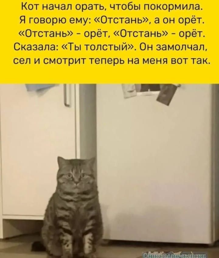 Кот начал орать, чтобы покормила. Я говорю ему: «Отстань», а он орёт. «Отстань» - орёт, «Отстань» - орёт. Сказала: «Ты толстый». Он замолчал, сел и смотрит теперь на меня вот так.