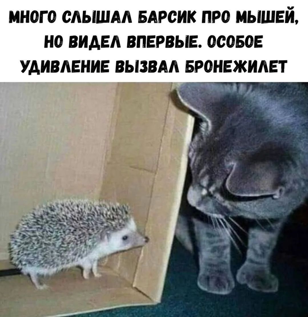 Много слышал барсик про мышей, но видел впервые. Особое удивление вызвал бронежилет