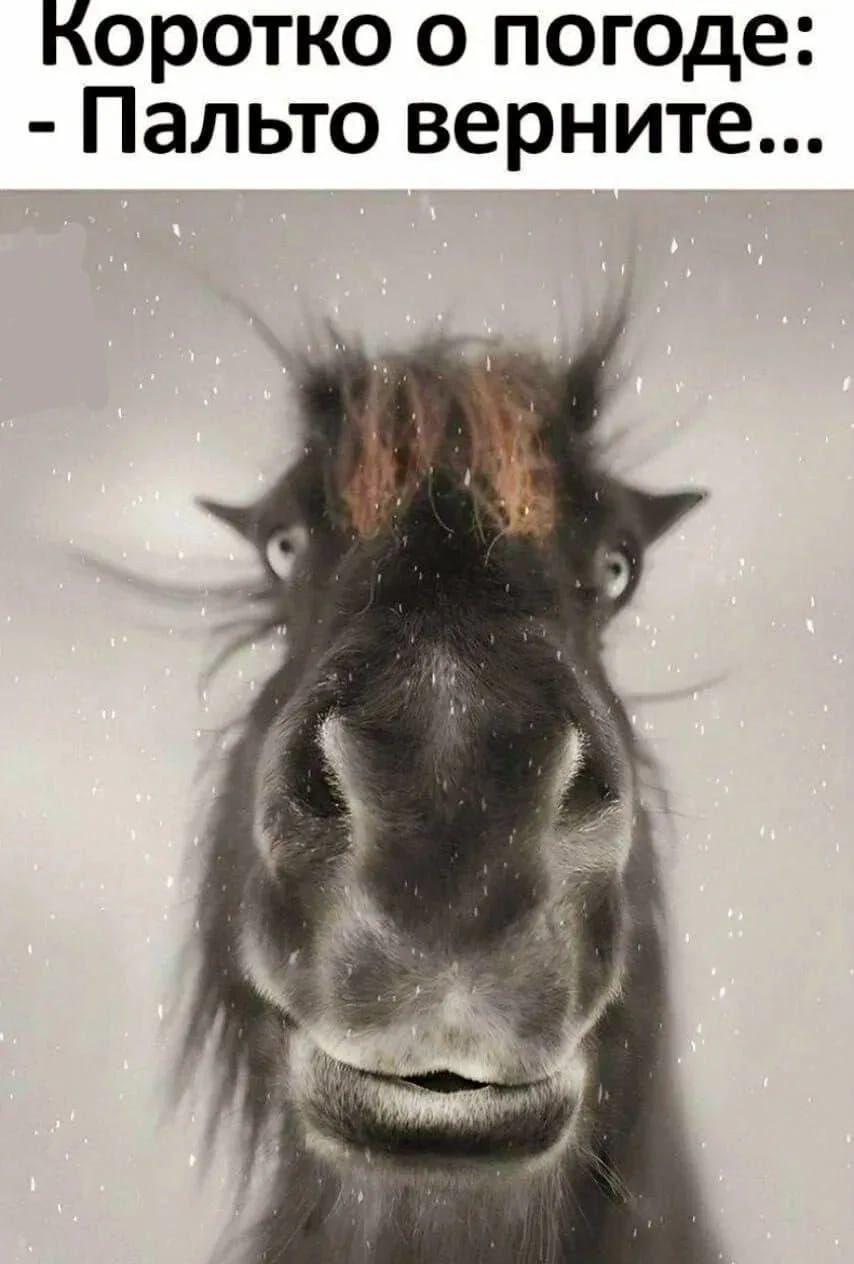 Коротко о погоде: - Палто верните...
