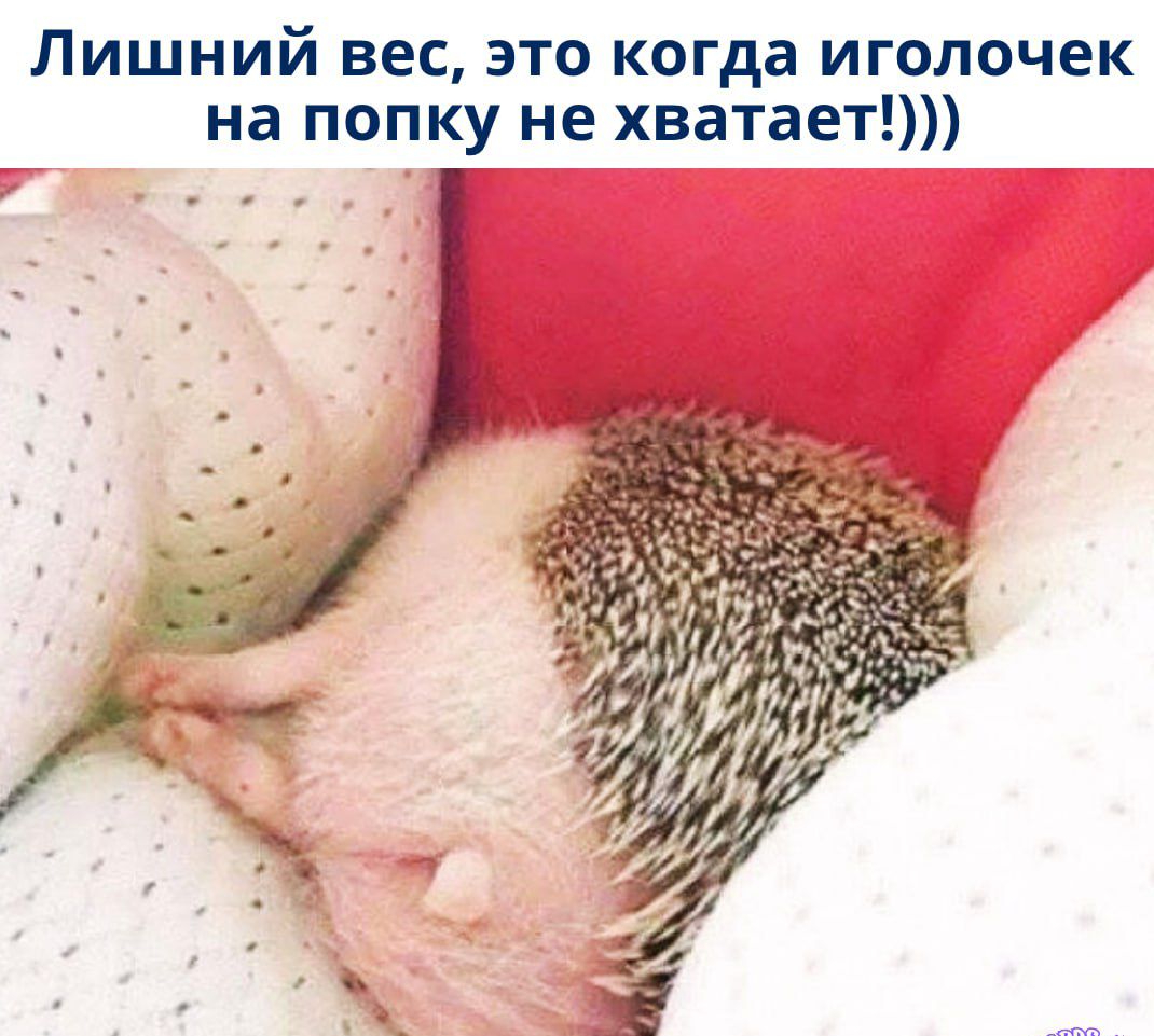 Лишний вес, это когда иголочек на попку не хватает!)))