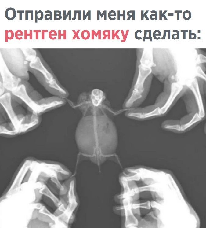 Отправили меня как то рентген хомяку сделать