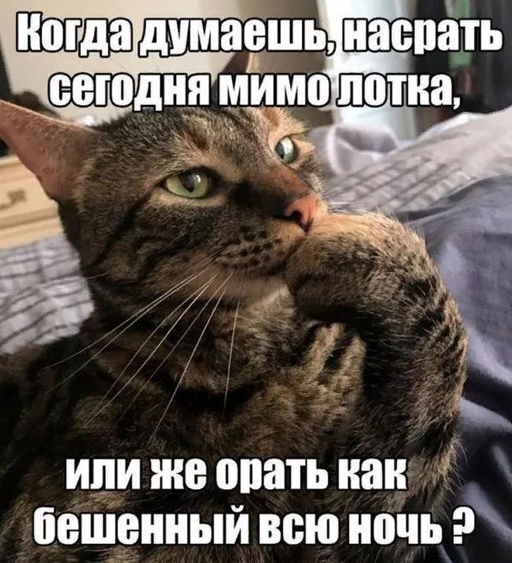 с иди ню опать кан _ бвщрнный всю ночь