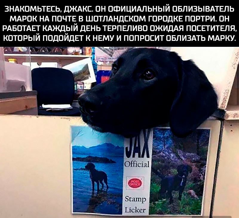 зндкпмьтвсь дждкс пн пшицидпьный пвлизывдтвпь МАрпк НА почти в шптлдндскпм городки ппртри пн РАБОТАЕТ кдждый дЕНЬ тврпвпивп пжидАя ппснтитвпя который подойти к НЕМУ И ПППРПСИТ ПБЛИЗАТЬ МАРКУ пппр ЬісКсг