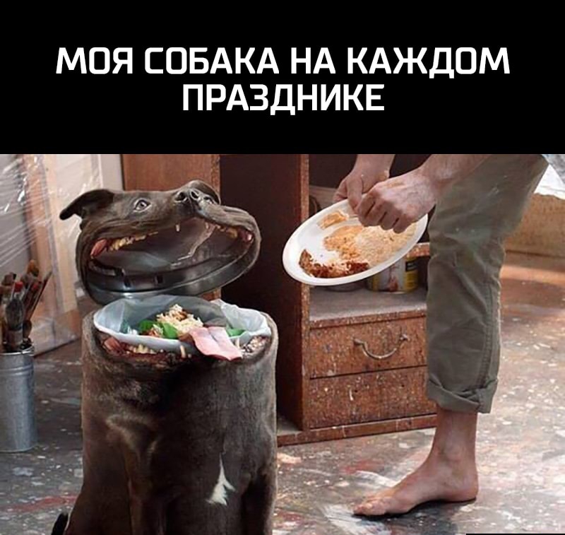 МОЯ СОБАКА НА КАЖДОМ ПРАЗДНИКЕ