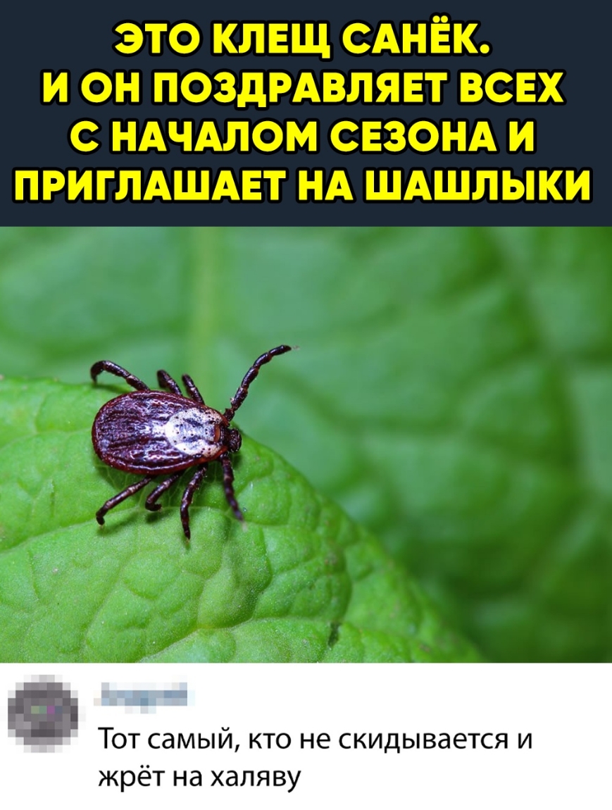 это клвщ САНЁК и он поздрдвлявт всвх с НАЧАЛОМ свзонд и ПРИГЛАШАЕТ НА шдшлыки Тот самый кто не скидывается и жрёт на халяву