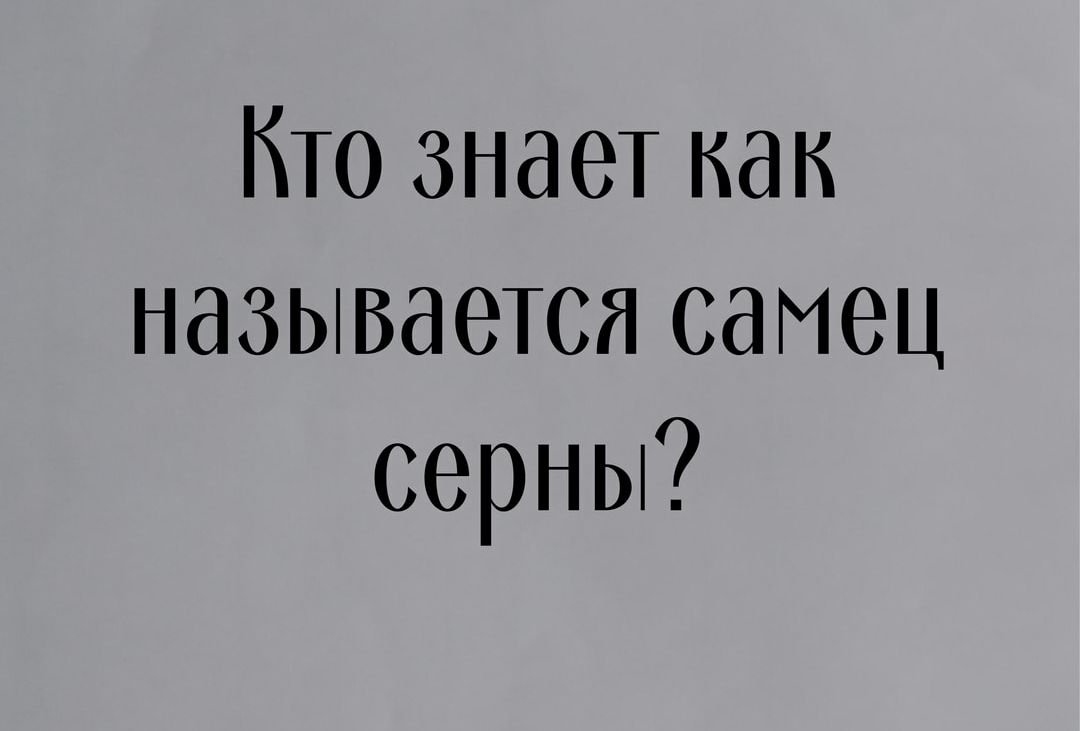 Кто знает как называется самец серны