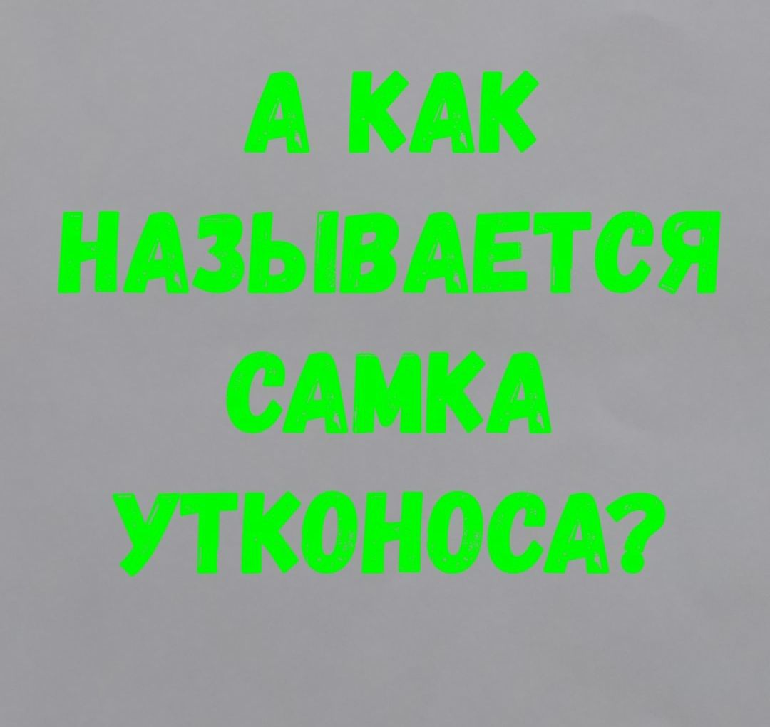 А КАК НАЗЫВАЕТСЯ САИКА ПКОНООА