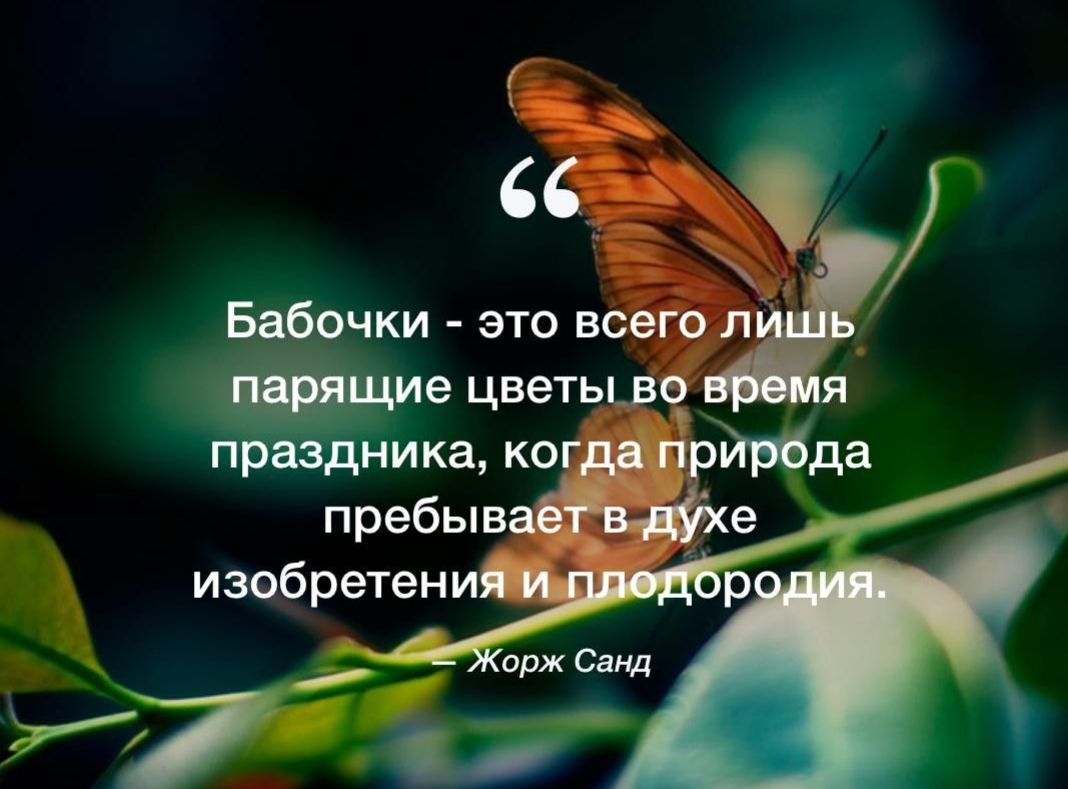 Бабочки это всегоп тие цветььво праздника когда прйщда пребы изобретений