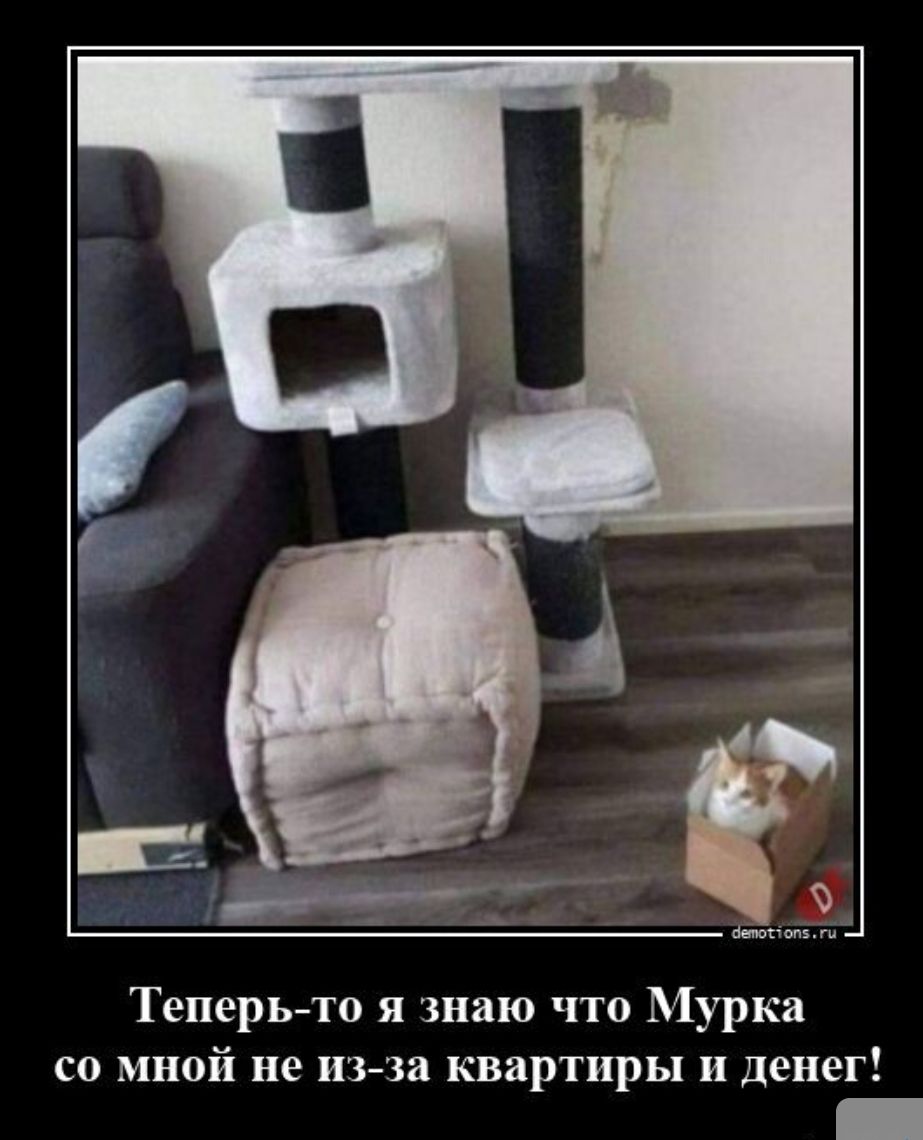 Теперь то я знаю что Мурка со мной не изза квартиры и денег