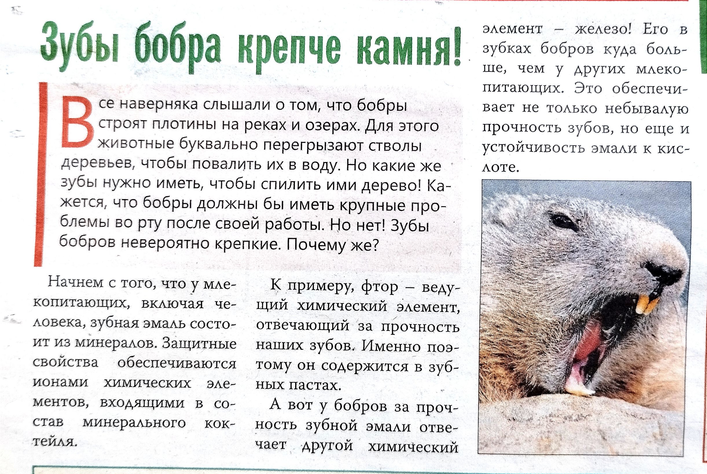 А _ в Зубы бобра крепче камин шт п в мерина слышали и 605 иебипдую ппоігплшины рюх идиш д ц и жупагиыэбуквальив там мы дереищвдлцбн и а у Никаких губи и чтбы имидепнв Хаг чт рмы в и ад и носивший мы но зубы Ьпбро миграции крепкие пиу ц н у к_ри Фиг щщ Ш нищий шим ццбшшают м при изт у и и задачи щ 57 Амвшап щ увй