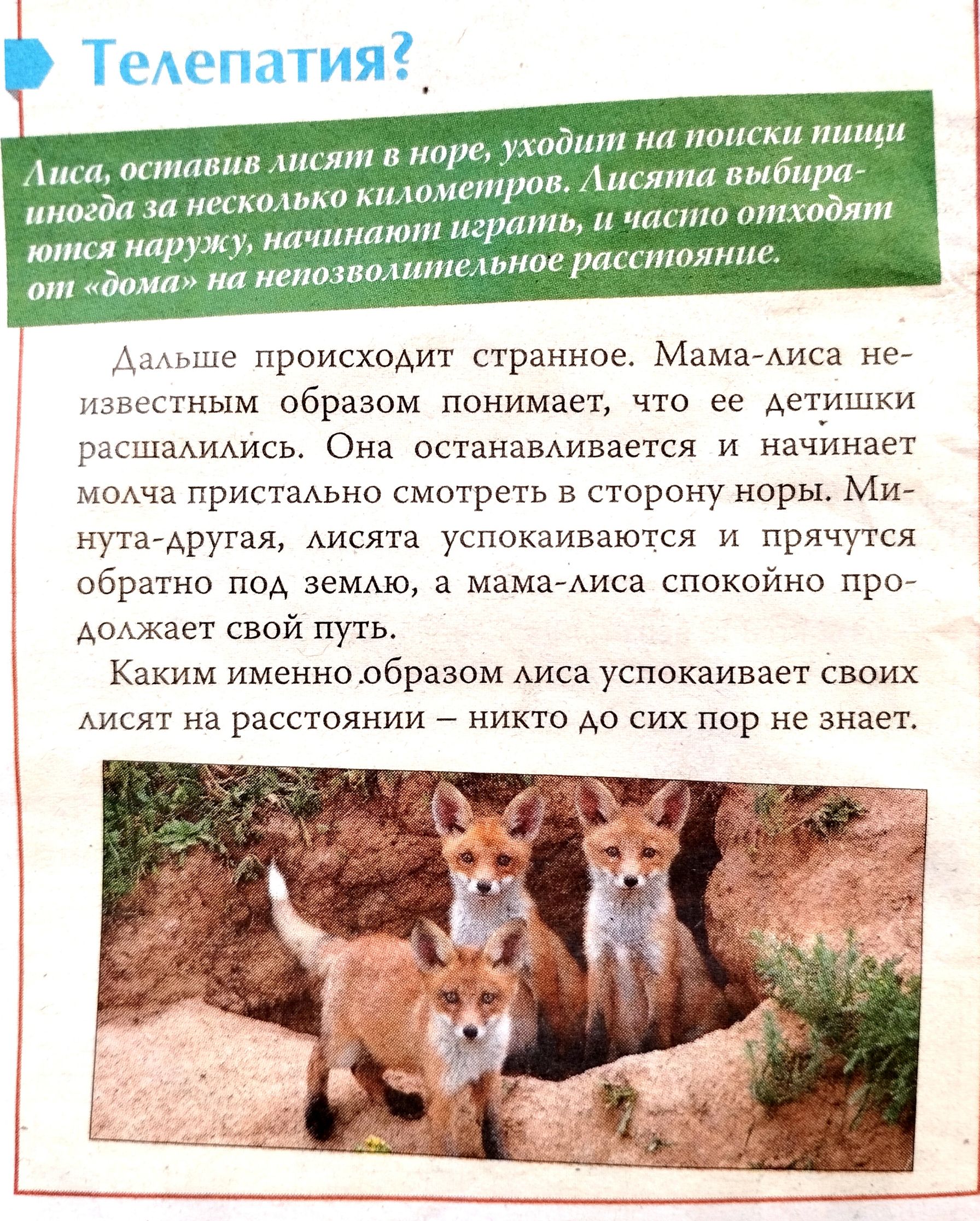 Тедопатия_ х штпи шгш пишіт ш ищи шью дн штл ищи ш начинаю тп баш ищи пойнт и чщти шинш вмпщхг и и чт тптйлт ил испания шик ьноо рашпшнщс иыпе происходит странное миси не извсстным образом понимает что сс Астишки ркшздишсь Она сстанавАивается и начинает моАча пристано смотр в сторону норы Мис нутъдругая АИСята успокаиваются и прячутся обратно под земАю и мамыиса спокойно щ Ащжаст свой путь Каким и