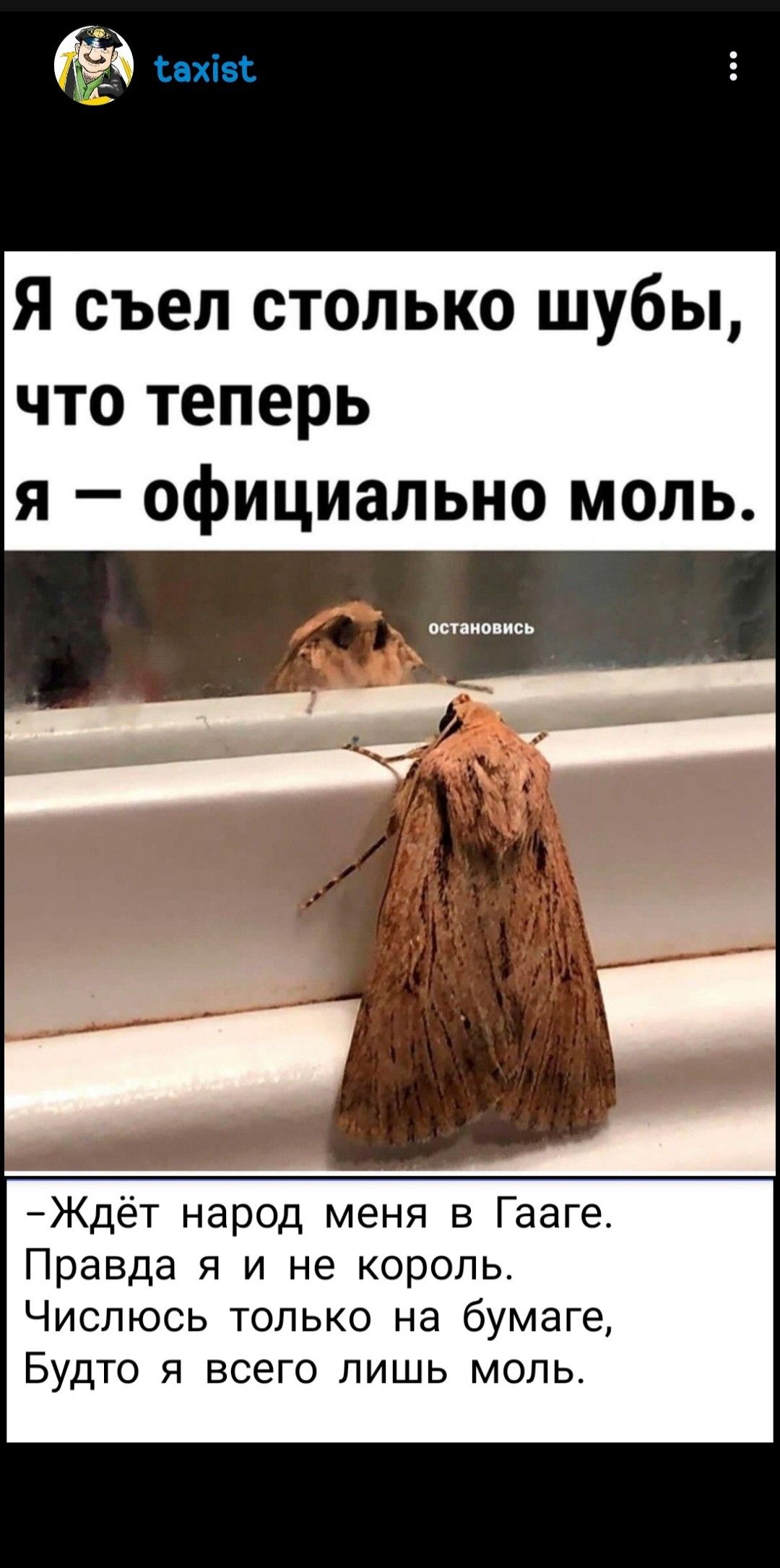 нхіві Я съел столько шубы что теперь я официально моль Ждёт народ меня в Гааге Правда я и не корольт Числюсь только на бумаге Будто я всего лишь моль