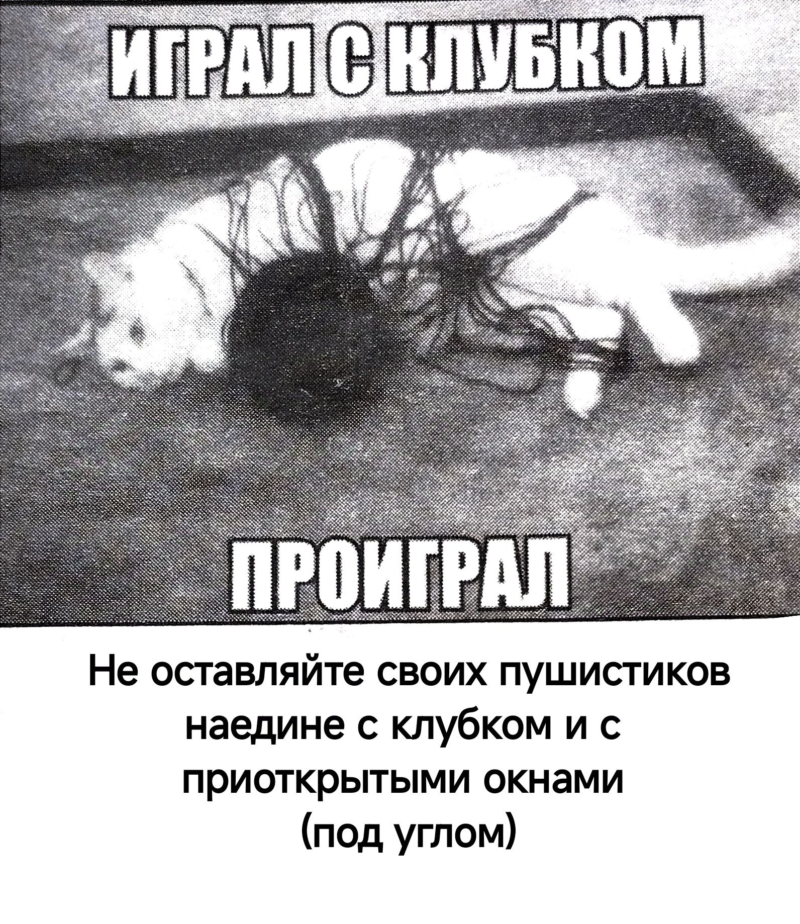 Не оставляйте своих пушистиков наедине с клубком и с приоткрытыми окнами под углом