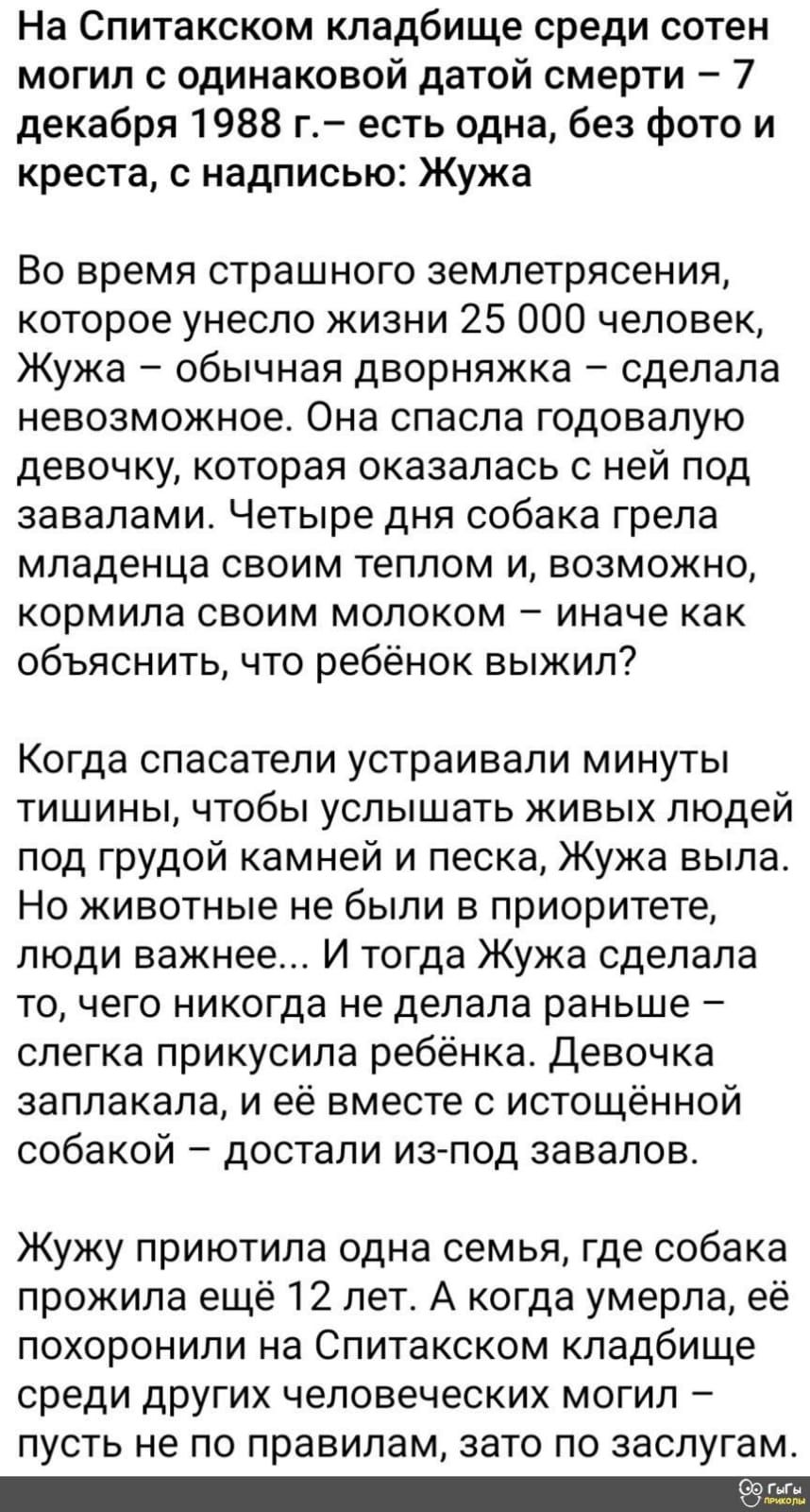 На Спитакском кладбище среди сотен могил с одинаковой датой смерти 7 декабря 1988 г есть одна без фото и креста с надписью Жужа Во время страшного землетрясения которое унесло жизни 25 000 человек Жужа обычная дворняжка сделала невозможное Она спасла годовалую девочку которая оказалась с ней под завалами Четыре дня собака грела младенца своим тепло