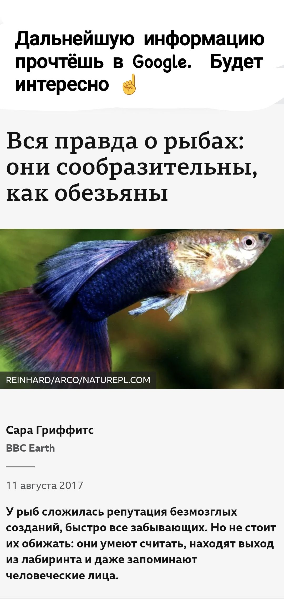 Дальнейшую информацию прочтёшь в Google. Будет интересно 🤌

Вся правда о рыбах: они сообразительны, как обезьяны

Сара Гриффитс
BBC Earth

11 августа 2017

У рыб сложилась репутация безмозглых существ, быстро все забывающих. Но не стоит их обижать: они умеют считать, находят выход из лабиринта и даже запоминают человеческие лица.