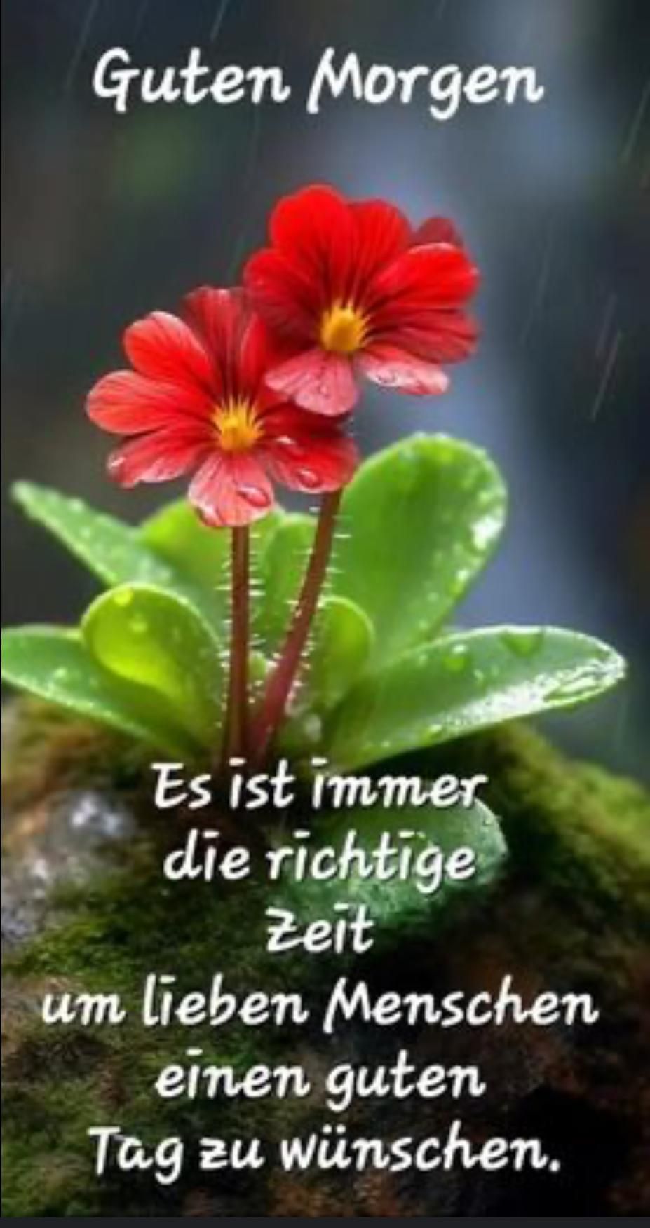 Guten Morgen
Es ist immer die richtige Zeit um lieben Menschen einen guten Tag zu wünschen.