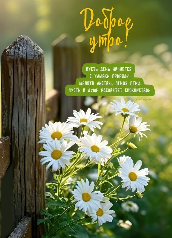 Доброе утро! Пускай день начнется с улыбки природы: шепот листьев, пенье птиц. Пускай в душе расцветет спокойствие.