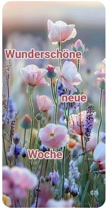 Wunderschöne neue Woche