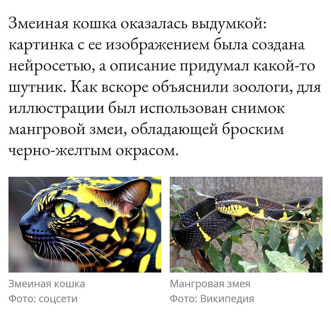 Змеиная кошка оказалась выдумкой: картинка с ее изображением была создана нейросетью, а описание придумал какой-то шутник. Как вскоре объяснили зоологи, для иллюстрации был использован снимок мангровой змеи, обладающей броским черно-желтым окрасом.