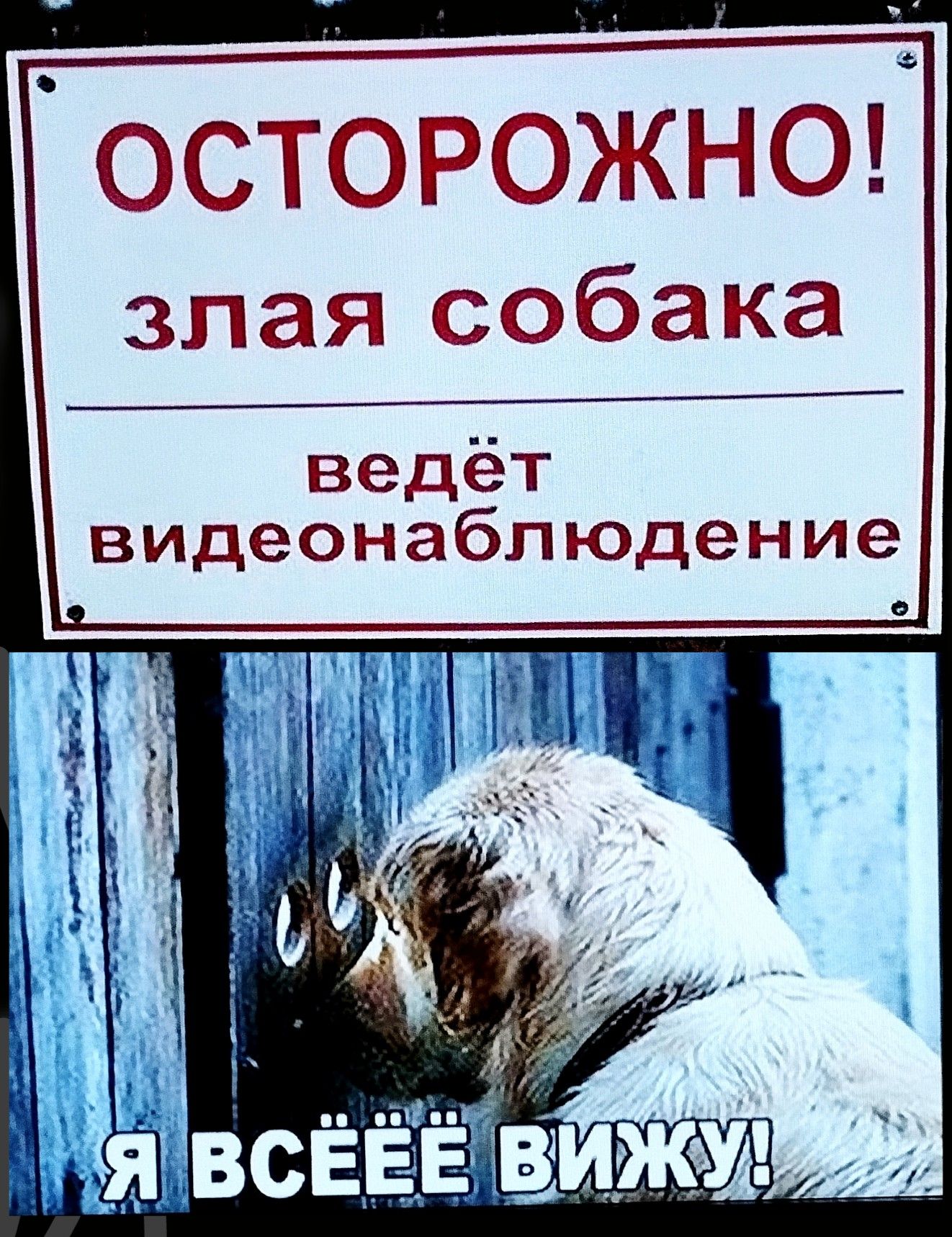 ОСТОРОЖНО! злая собака ведёт видеонаблюдение
Я ВСЁЁ ВИЖУ!