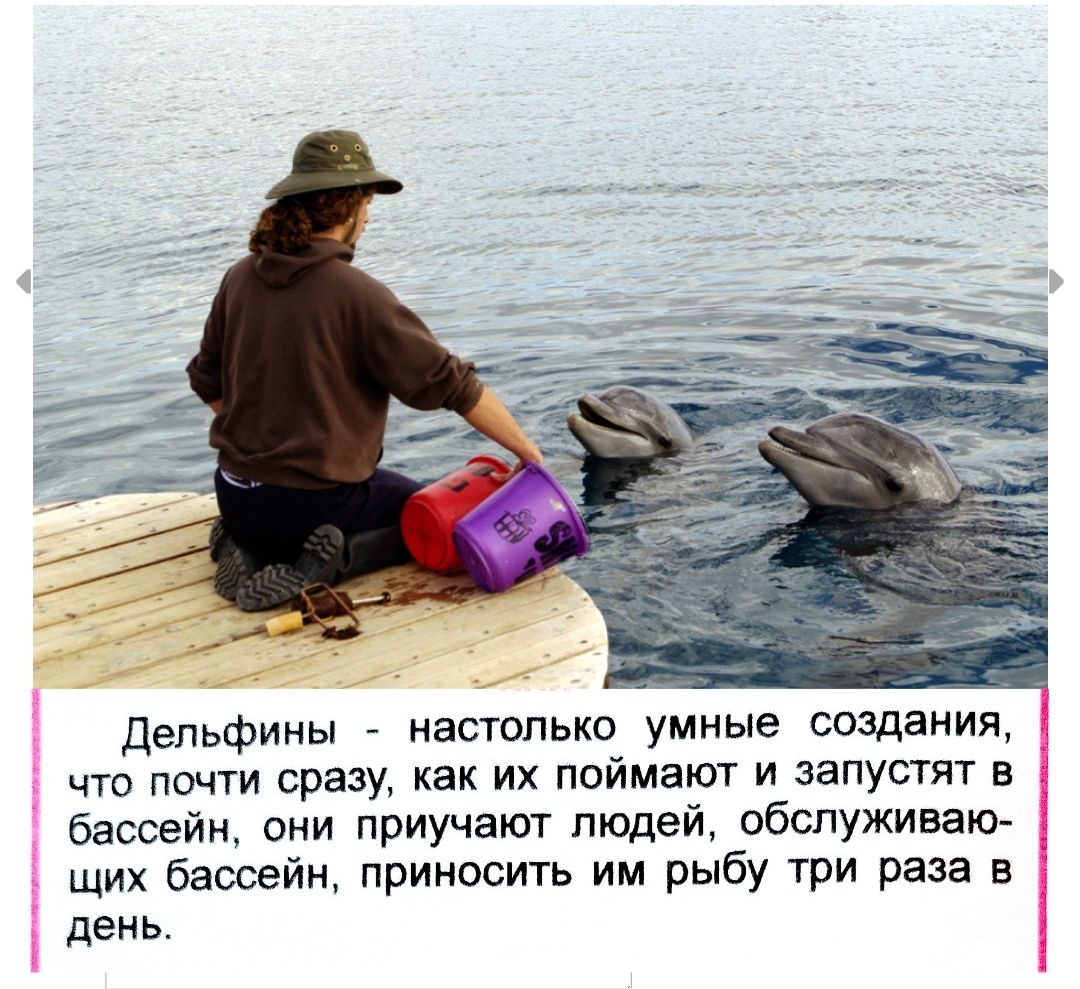 Дельфины - настолько умные создания, что почти сразу, как их поймают и запустят в бассейн, они приучают людей, обслуживающих бассейн, приносить им рыбу три раза в день.