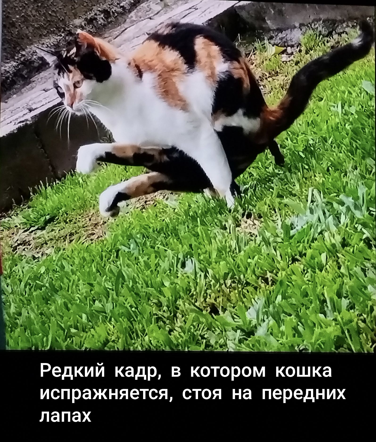 Редкий кадр, в котором кошка испражняется, стоя на передних лапах