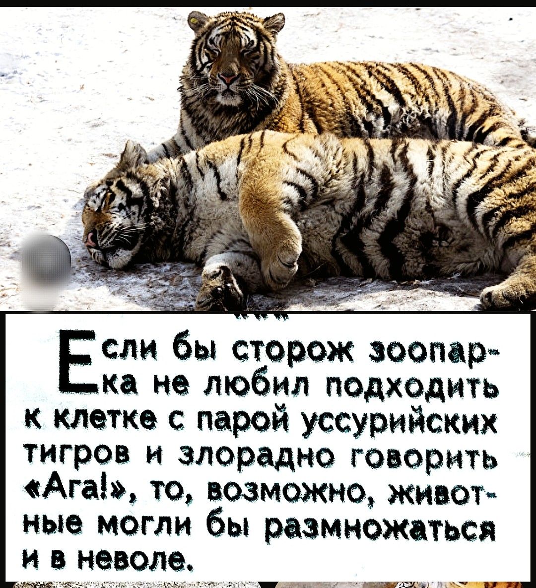 Если бы сторож зоопарка не любил подходить к клетке с парой уссурийских тигров и злорадно говорить «Ага!», то, возможно, животные могли бы размножаться и в неволе.