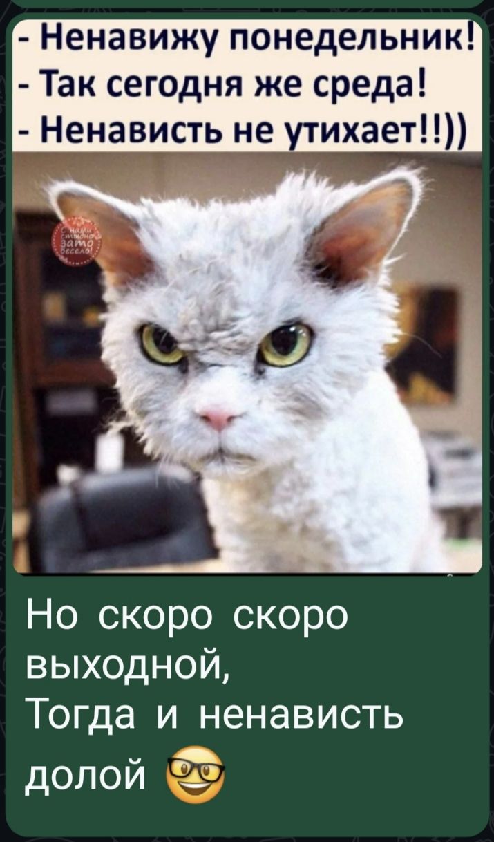 Ненавижу понедельник! Так сегодня же среда! Ненависть не утихает!!)) Но скоро скоро выходной, Тогда и ненависть долой 😎