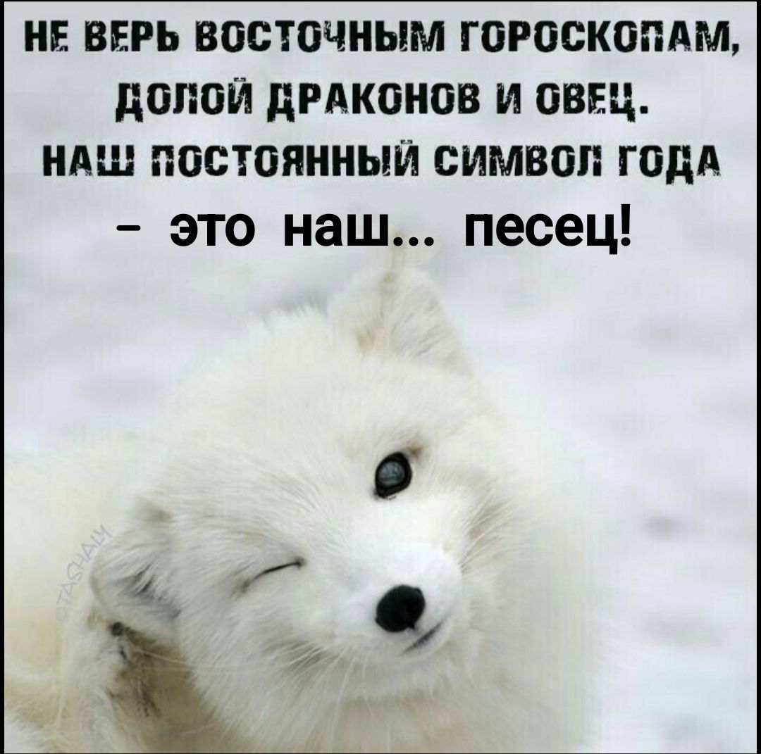 НЕ ВЕРЬ ВОСТОЧНЫМ ГОРОСКОПАМ, ДОМОЙ ДРАКОНОВ И ОВЕЦ, НАШ ПОСТОЯННЫЙ СИМВОЛ ГОДА — ЭТО наш... песец!