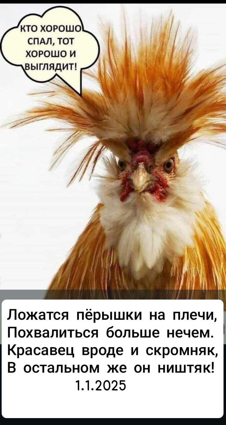 Кто хорошо спал, тот хорошо и выглядит! Ложатся пёрышки на плечи, Похвалиться больше нечем. Красавец вроде и скромняк, В остальном же он ничтяк! 1.1.2025