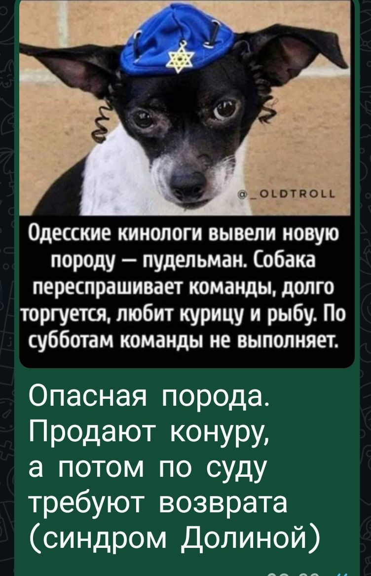 Одесские кинологи вывели новую породу — пудельман. Собака перекрашивает команды, долго торгуетcя, любит курицу и рыбу. По субботам команды не выполняет. Опасная порода. Продают конуру, а потом по суду требуют возврата (синдром Dolиной)