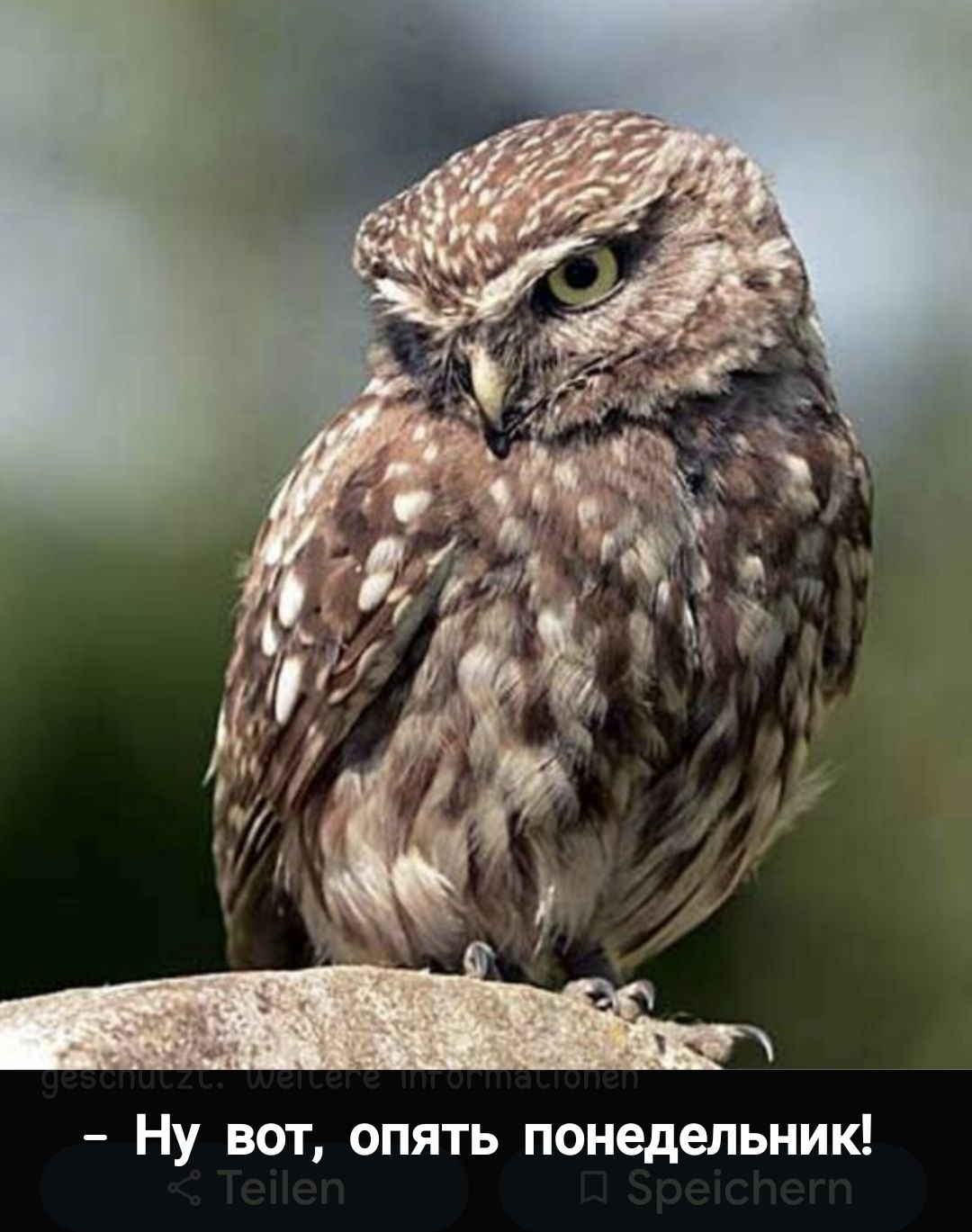 - Ну вот, опять понедельник!