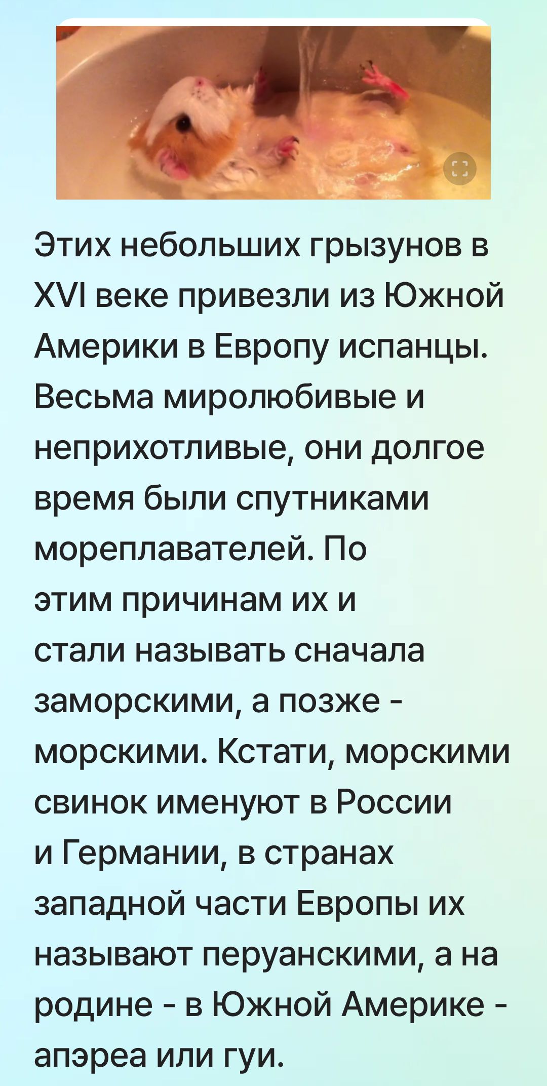 Этих небольших грызунов в XVI веке привезли из Южной Америки в Европу испанцы. Весьма милые и неприхотливые, они долгое время были спутниками мореплавателей. По этим причинам их и стали называть сначала заморскими, а позже — морскими. Кстати, морскими свинками называют в России и Германии, в западной части Европы их называют перуанскими, а на родине — в Южной Америке — апреа или гуи.