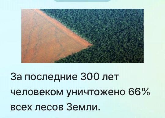 За последние 300 лет человеком уничтожено 66% всех лесов Земли.