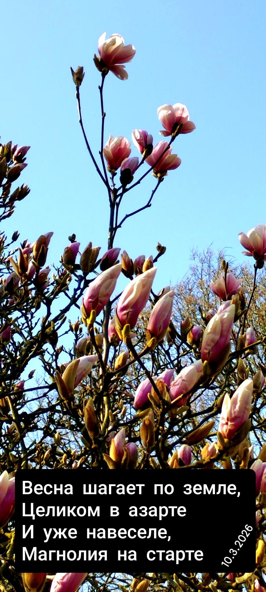 Весна шагает по земле, Целиком в азарте И уже навеселе, Магнолия на старте 10.3.2026