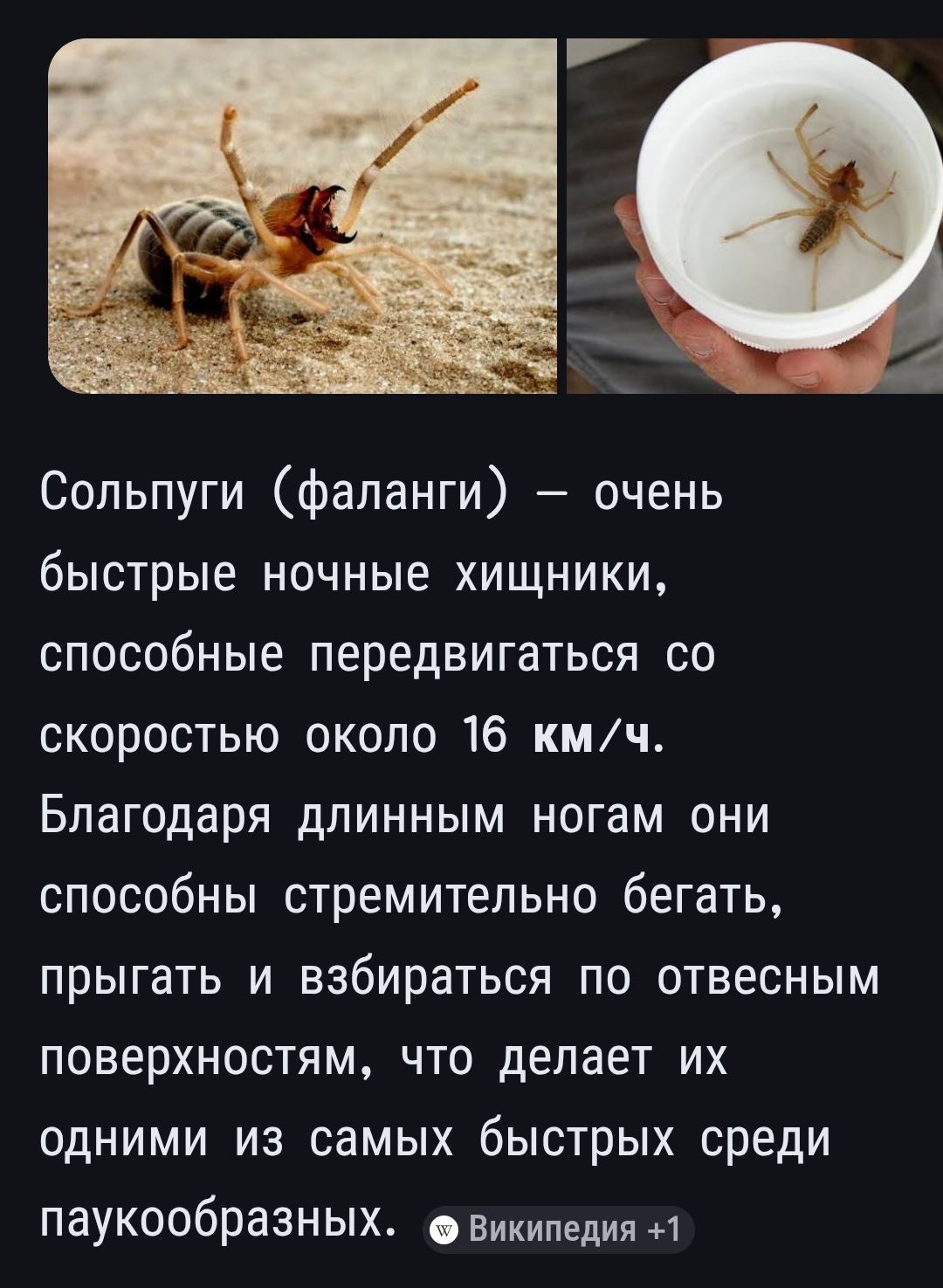 Сольпуги (фаланги) – очень быстрые ночные хищники, способные передвигаться со скоростью около 16 км/ч. Благодаря длинным ногам они способны стремительно бегать, прыгать и взбираться по отвесным поверхностям, что делает их одними из самых быстрых среди паукообразных.