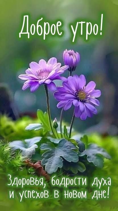 Доброе утро! Здоровья, бодрости духа и успехов в Новом дне!