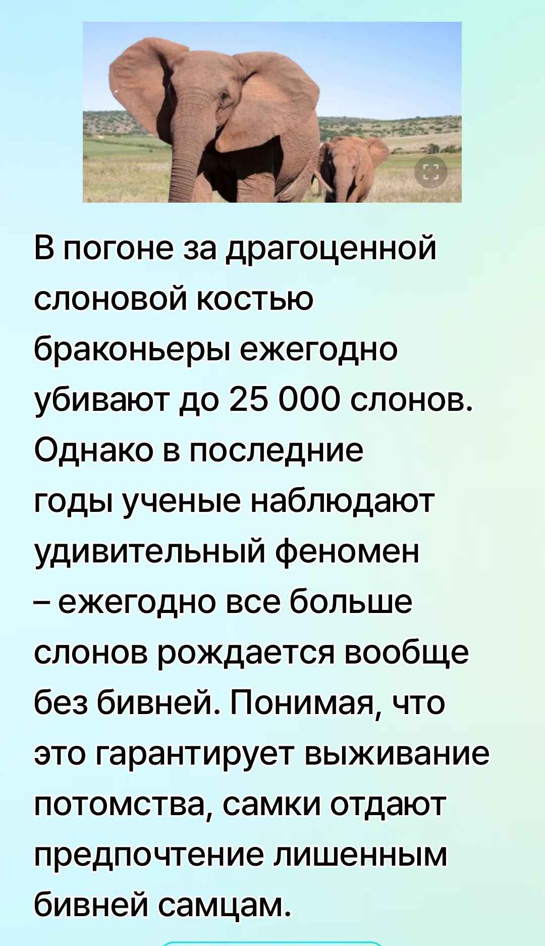 В погоне за драгоценной слоновой костью браконьеры ежегодно убивают до 25 000 слонов. Однако в последние годы ученые наблюдают удивительный феномен – ежегодно все больше слонов рождается вообще без бивней. Понимая, что это гарантирует выживание потомства, самки отдают предпочтение лишенным бивней самцам.