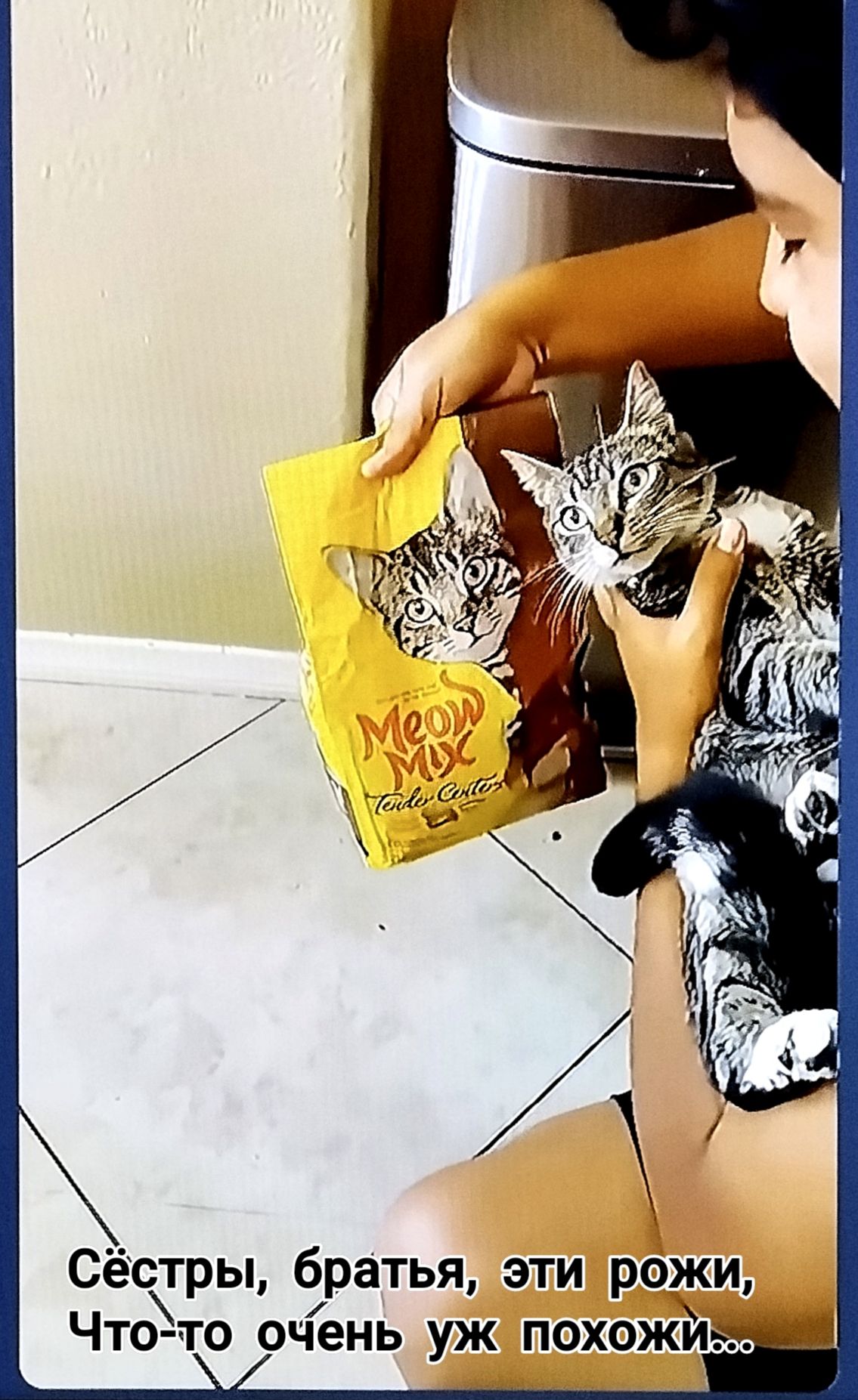 Сёстры, братья, эти рожи, Что-то очень уж похожи...