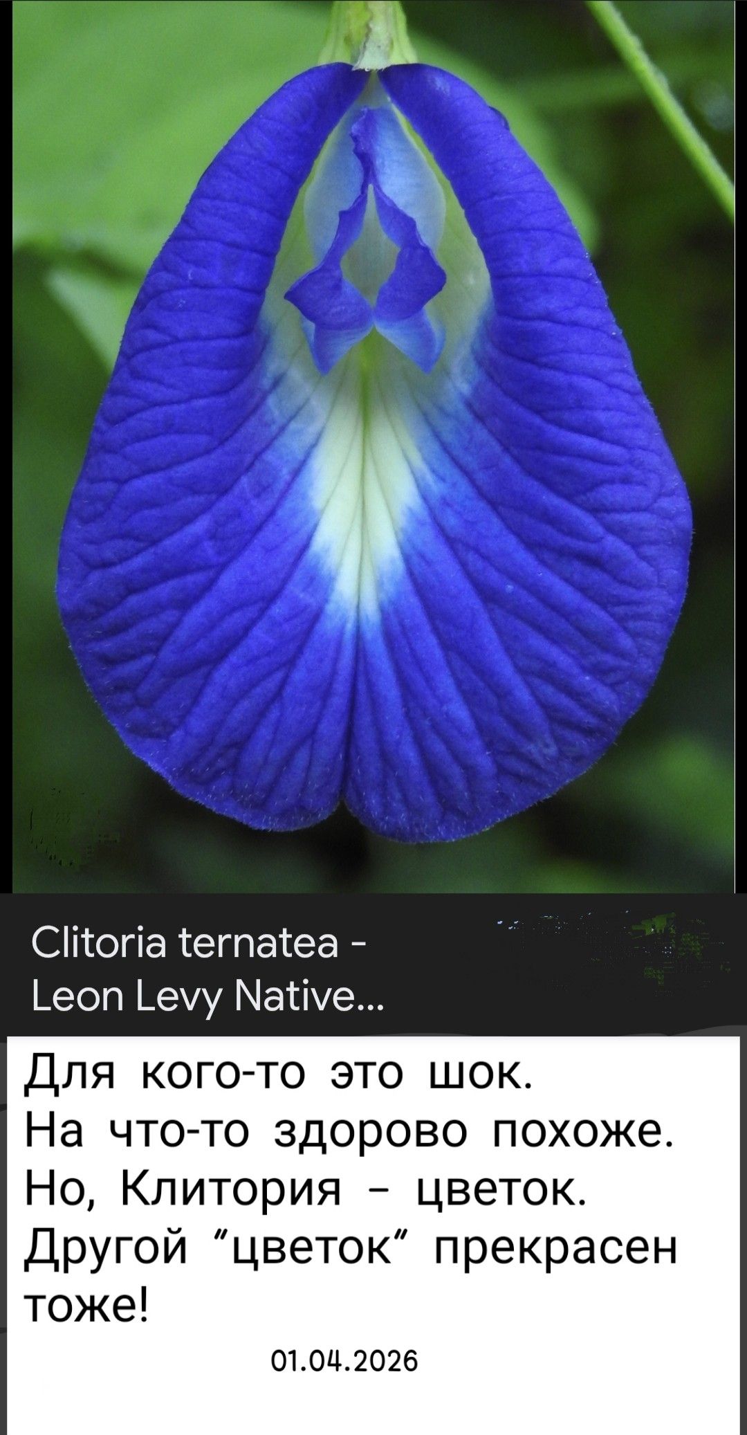 Clitoria ternatea - Leon Levy Native... Для кого-то это шок. На что-то здорово похоже. Но, Клитория - цветок. Другой 