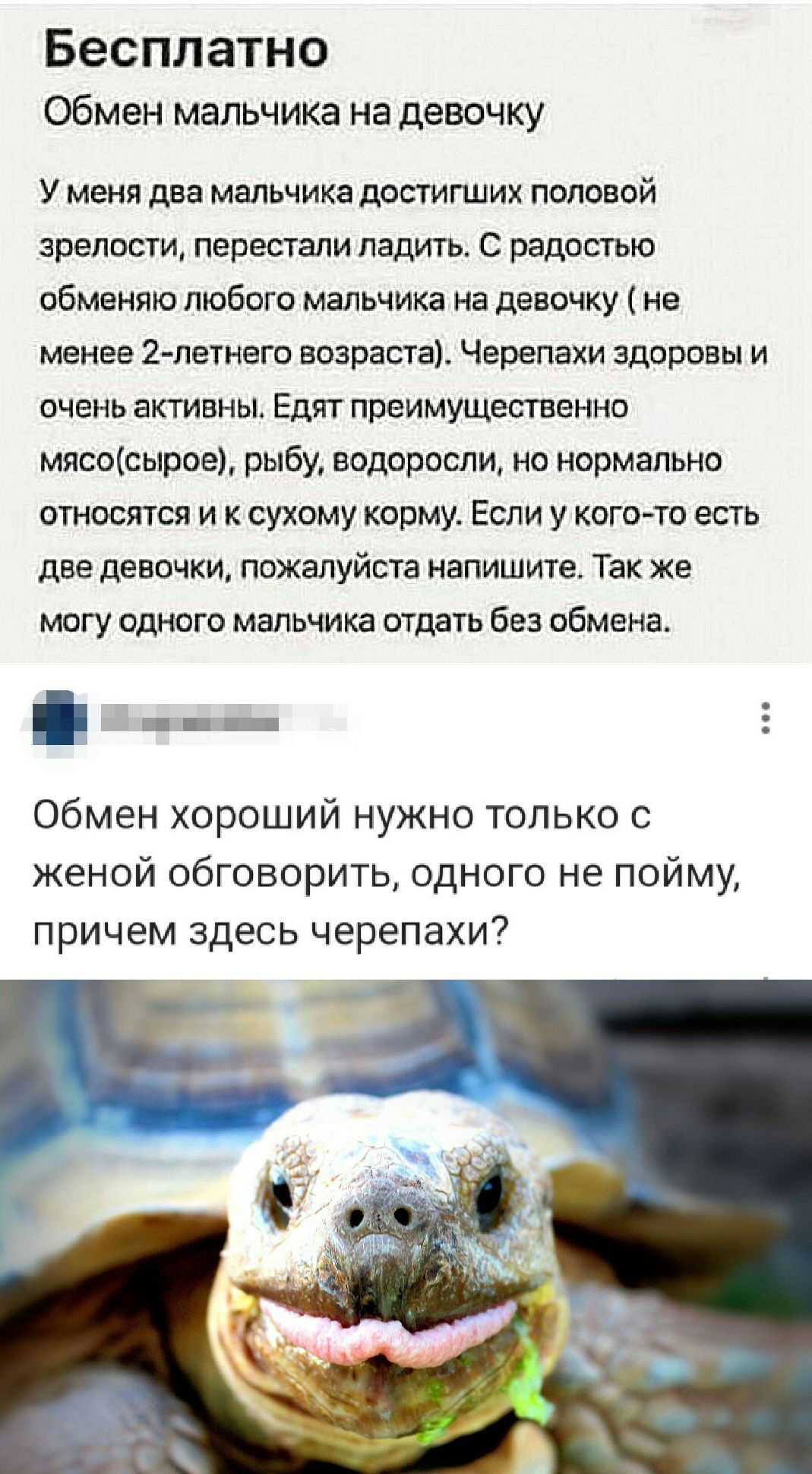 Бесплатно Обмен мальчика на девочку У меня две мальчика допиших половой зрелости перестали ладить С радостью обменяю любого мальчика на девочку не менее 2 петнего возраста Черепахи здоровы и очень активны Едят преимущественно мясосырое рыбу водоросли но нормально относятся и сухому корму Если у когото есть две девочки пожалуйста напишите Так же МПГУ ОДНОГО МЭПЬЧИКЗ отдать бЕЗ обмена Обмен хороший 