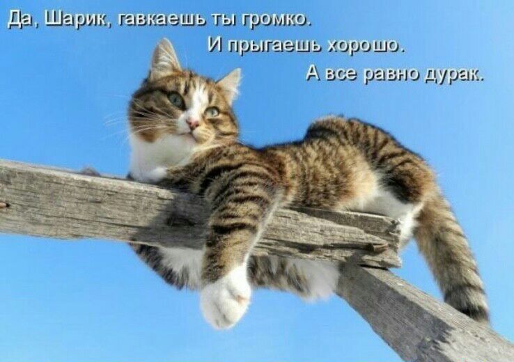 ди Шашна _ш гы гриляи И лрышаш Юраши