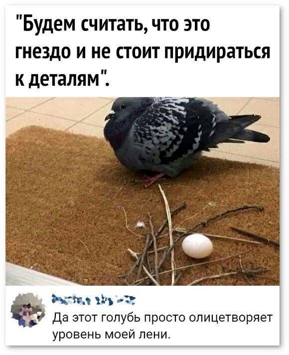 Будем считать что это гнездо и не стоит придираться к деталям тм хи да этот голубь просто олицетворяет уровень моей пени