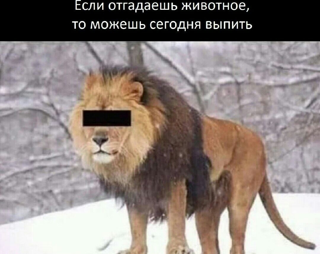 сли отгадаешь животное то можешь сегодня выпить