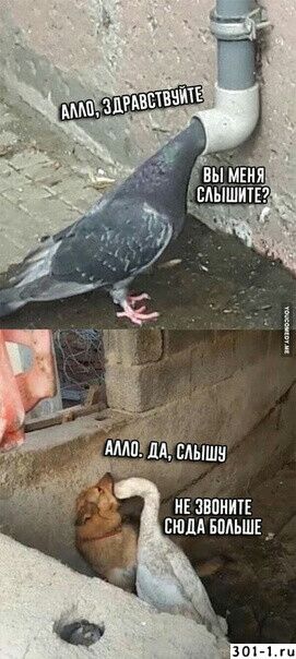 не звонит сним впльшв __