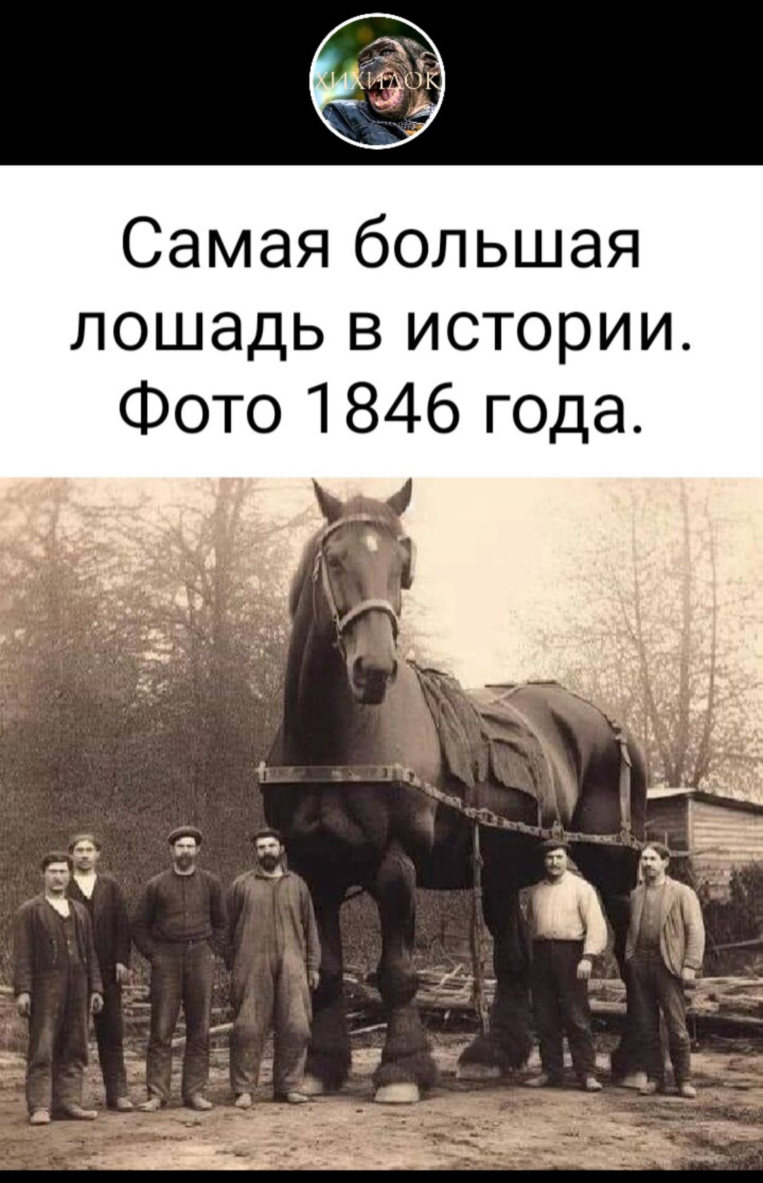 Самая большая лошадь в истории Фото 1846 года