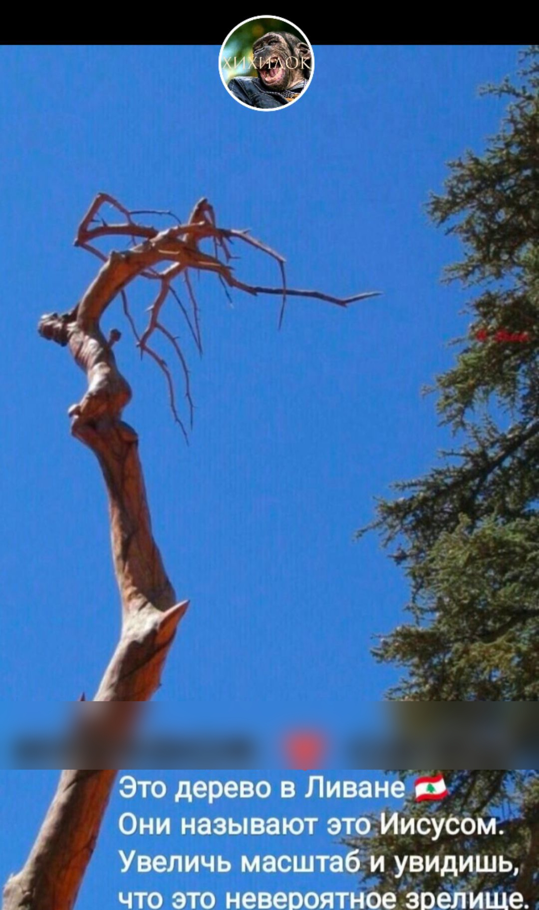 Это дерево в Ливане Они называют этрМИсусом Увеличь мвсштвби увидишь что это невероятное эвепише